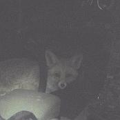 A fox visiting the Purple Foxes in Iraq. 2008.